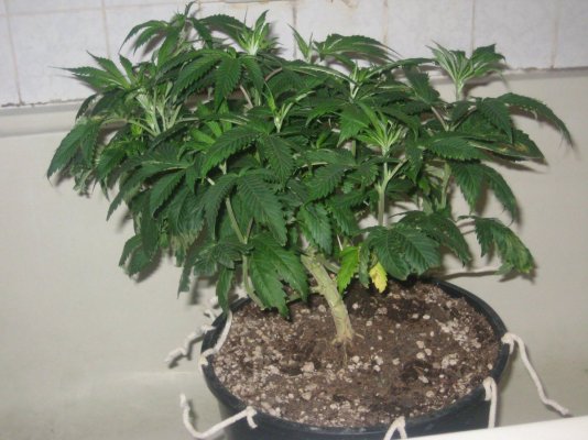 ud 4 day64 b.jpg