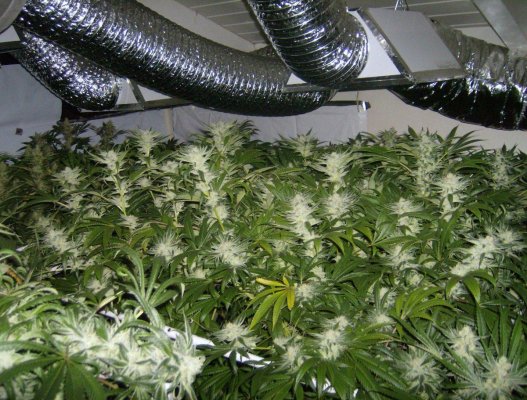 First time pics of Wifi, LL, L thai and alot more