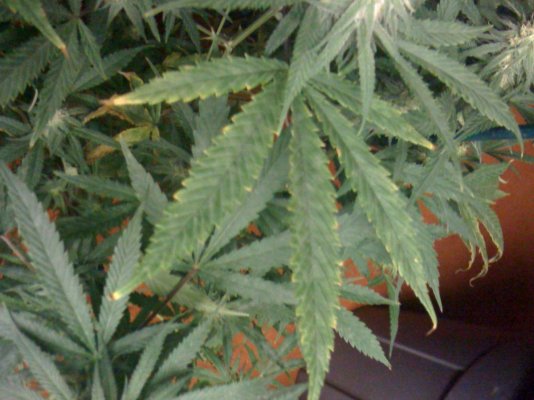 Help please nitrogen or magnesium def?