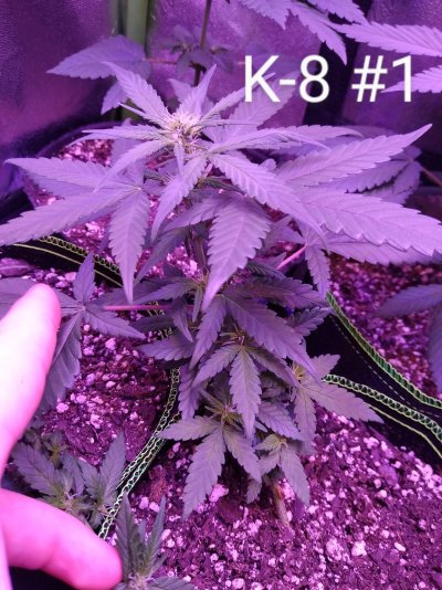 Please help my Crystal Meth Auto