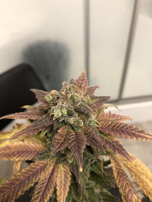 Growing again after a few years