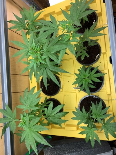 Coco grow