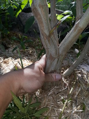 The 2020 organic grow show