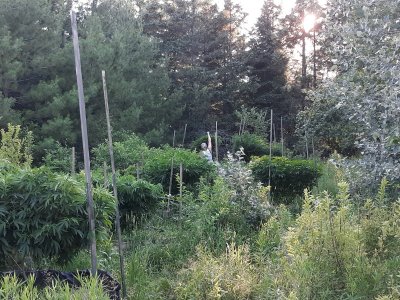 The 2020 organic grow show