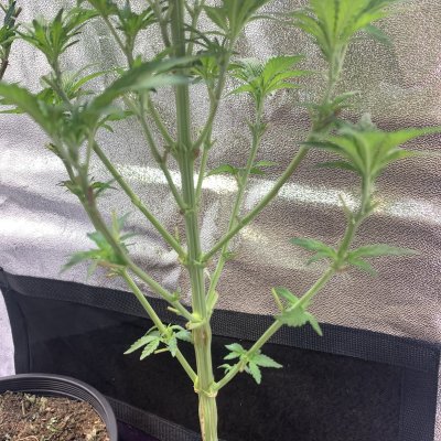 trimming-my-8-week-old-girls-2.jpeg