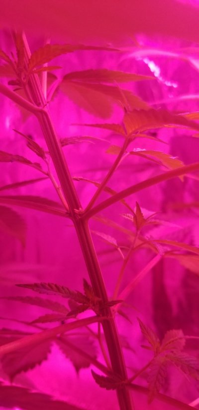 What is this on my plant?