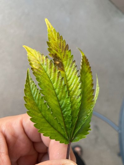 whats-happing-to-my-trees.jpeg