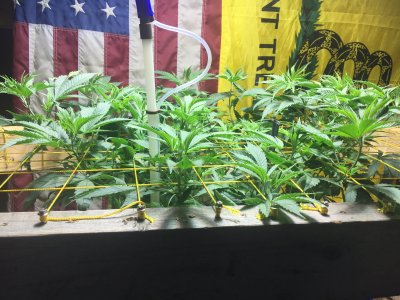 First Grow...Just a few pics to say what’s up