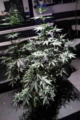 Lets see everyones autoflowers 🔥🔥