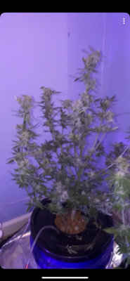 When to harvest??