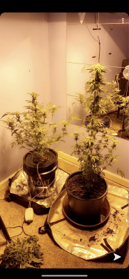 When to harvest??