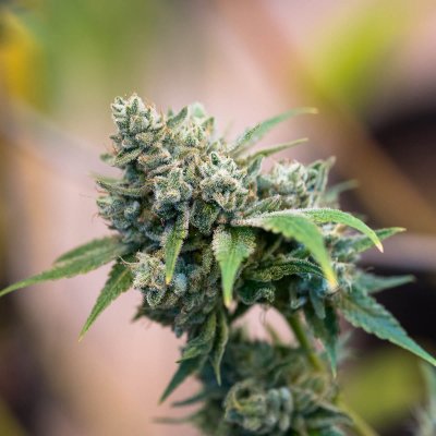 gorilla glue 4 strain thc gorilla glue 4 strain thc