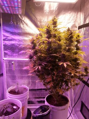 Lets see everyones autoflowers 🔥🔥