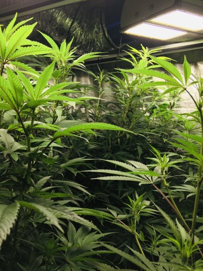 Minimal supplies for mixing nutrients