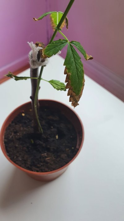 Does anyone know what's wrong?