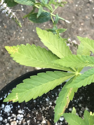 First Time Grower, Any Advice ?