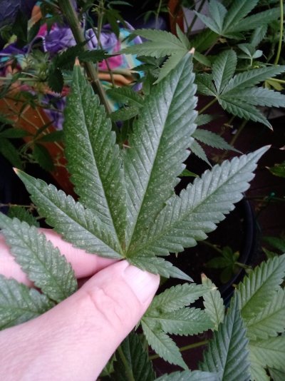 White spots