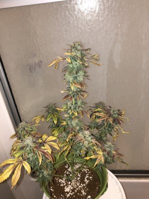 Growing again after a few years