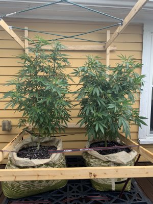 First Time Grower!