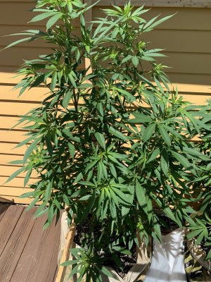 First Time Grower!