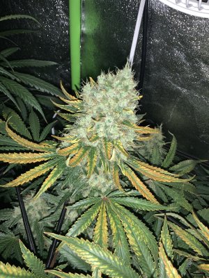 How close am I?