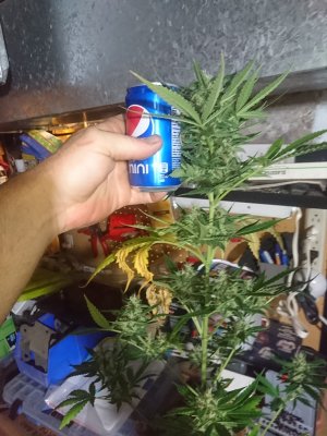DSC_0155.JPG