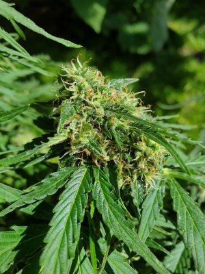 Lets see your 2020 Outdoor Plants!