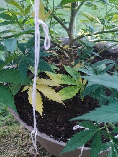 Leaves yellowing