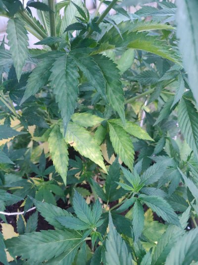 Leaves yellowing