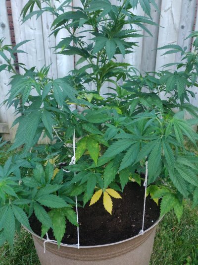 Leaves yellowing