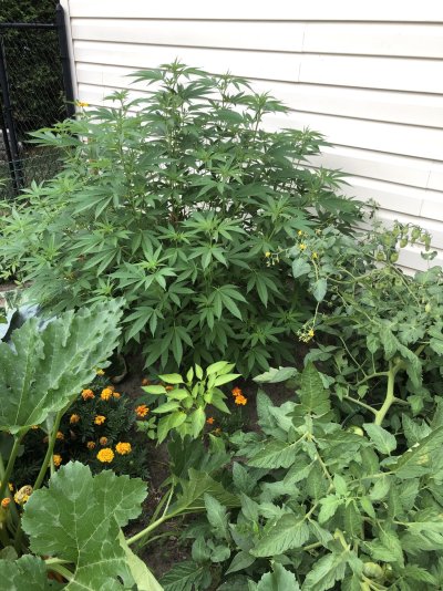 Outdoor Garden - Canada