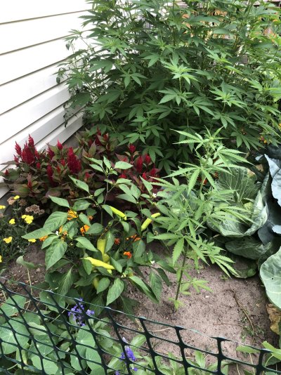 Outdoor Garden - Canada