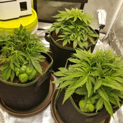 white-cookies-seed-to-harvest-6.jpg