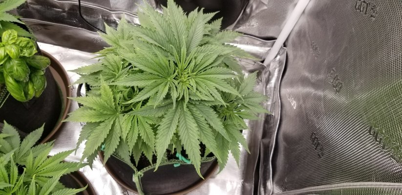 white-cookies-seed-to-harvest-10.jpg
