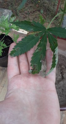 potassium.jpg
