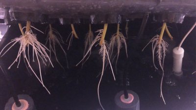 First Ever Grow, 8-site RDWC, 5x9, LED