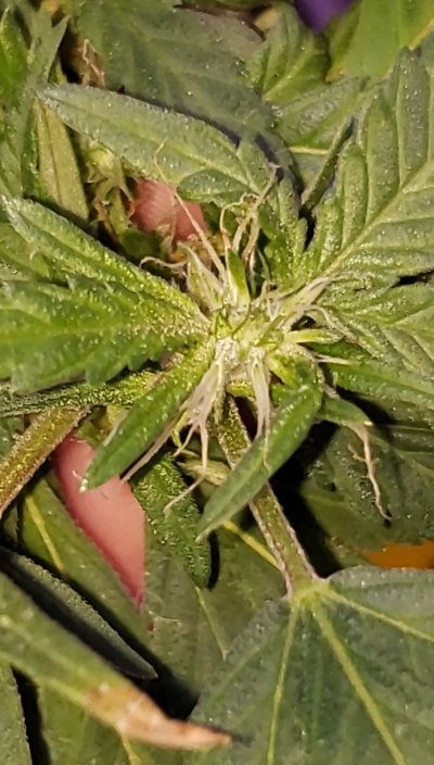 how-old-is-this-plant-i-bought-as-a-clone-and-didnt-ask-2.jpg