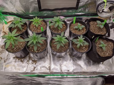 3rd grow- Dr. Earth amended soil & Coco
