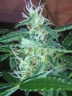 Pheno/Geno types in autos