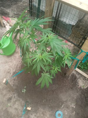 Enough light?