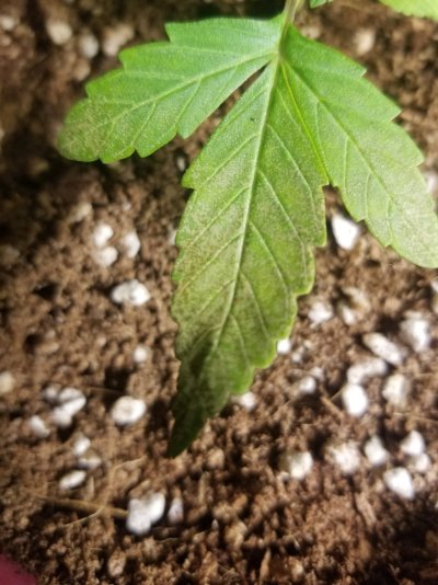 plant-diagnosis-4.jpg