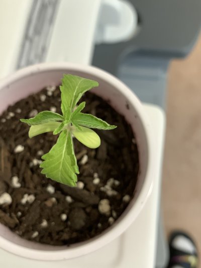 Help Don’t know what I’m doing wrong .