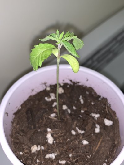 Help Don’t know what I’m doing wrong .