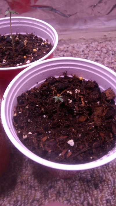white-widow-x-big-bud-x-blueberry-kush-grow-diary-2.jpg