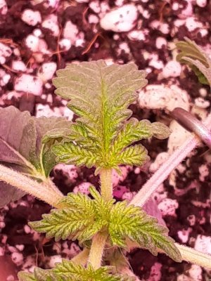 Hows it looking(1st gro)