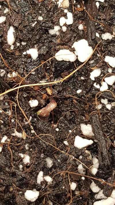 First official grow