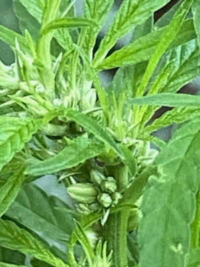 when-to-harvest-a-male-for-edibles-and-cbd.jpg