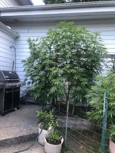 Okay to prune these skinny branches off at the beginning of flower?