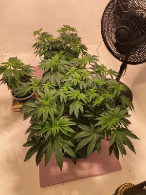 Yellow tips, some curled down, F6