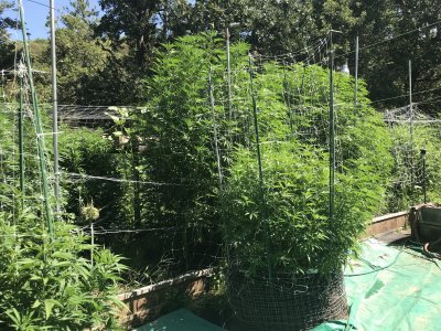 Grow advise in Ontario